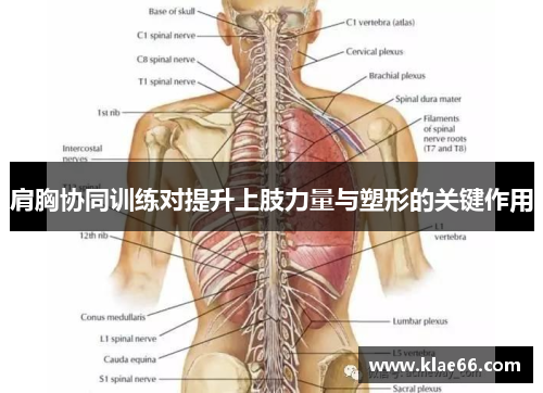 肩胸协同训练对提升上肢力量与塑形的关键作用